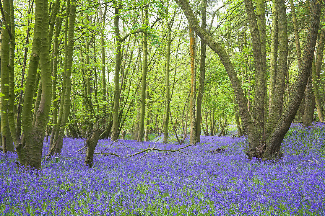 Bluebells (Hyacinthoides non-scripta)