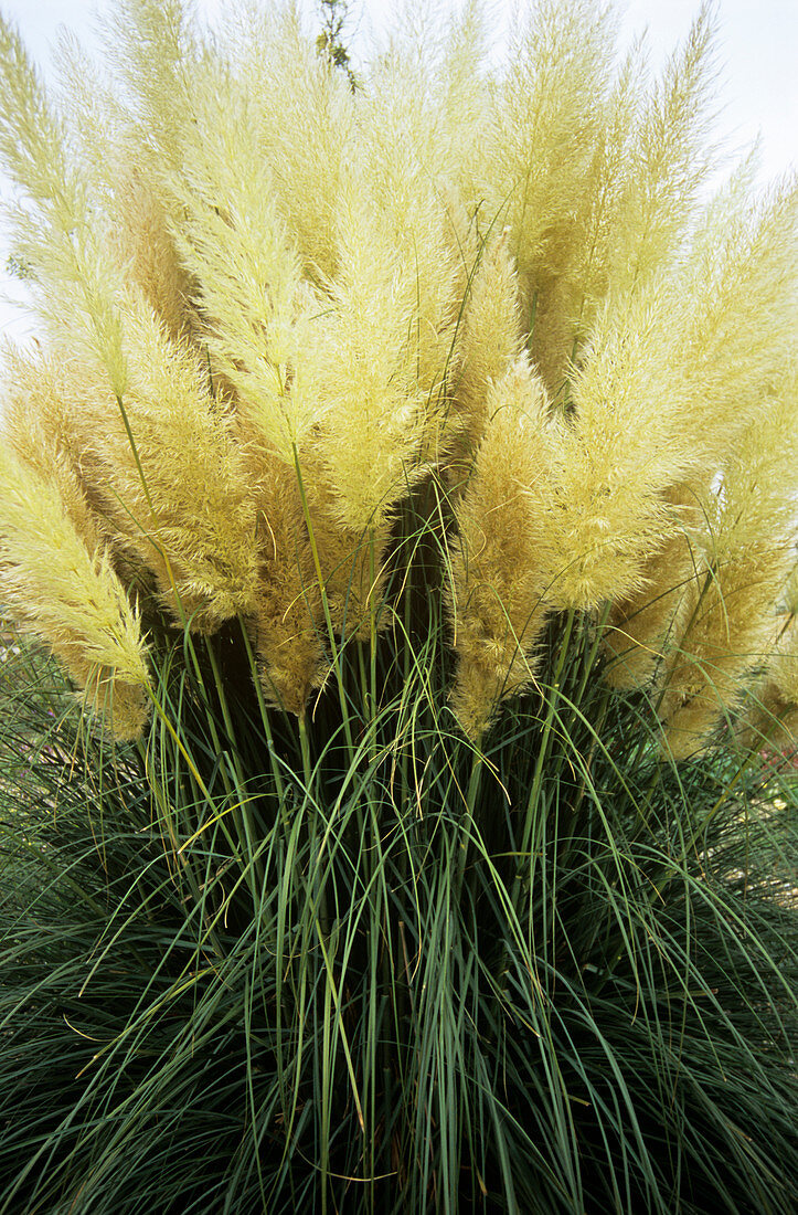 Pampas grass (Cortaderia 'Pumila')