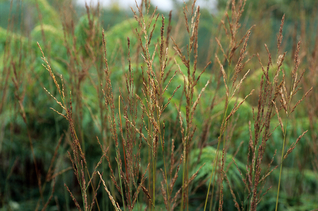 Tall moor grass (Molinia 'Windspiel')