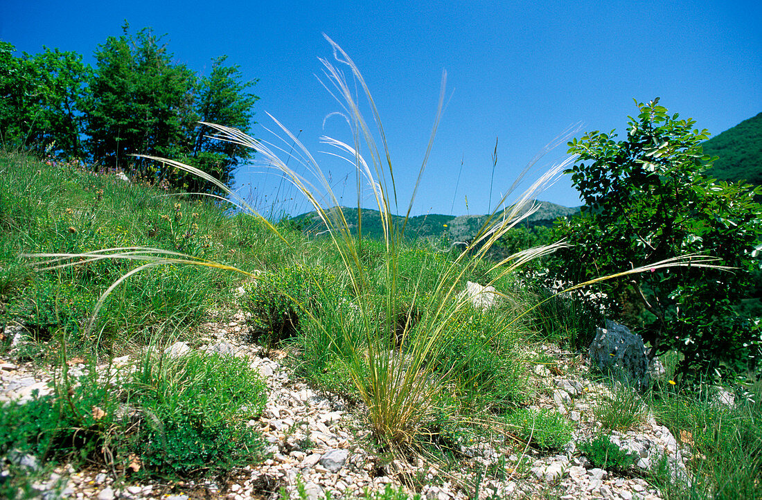 Feather grass (Stipa pennata eriocaulis)