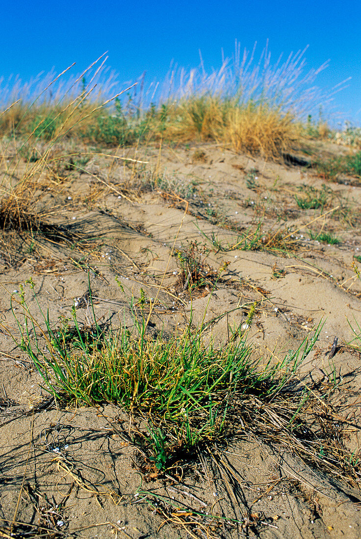 Sandbur grass (Cenchrus incertus)
