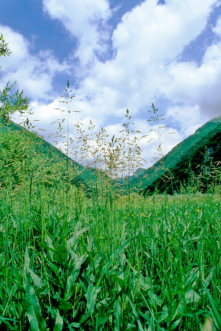 Spreading meadow-grass (Poa pratensis)
