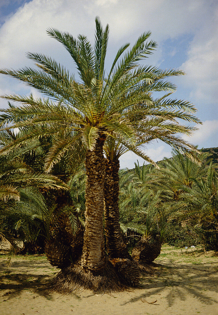 Cretan date palm (Phoenix theophrasti)