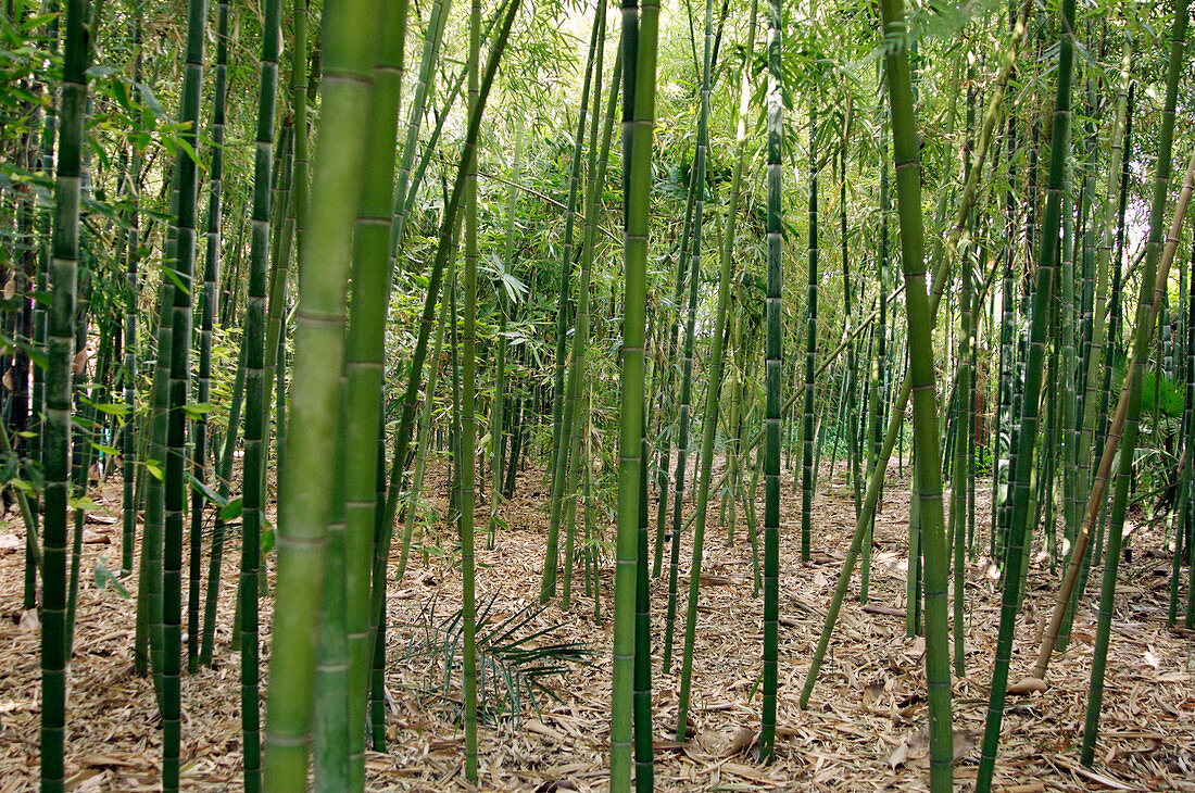 Bamboo (Phyllostachys sp.)