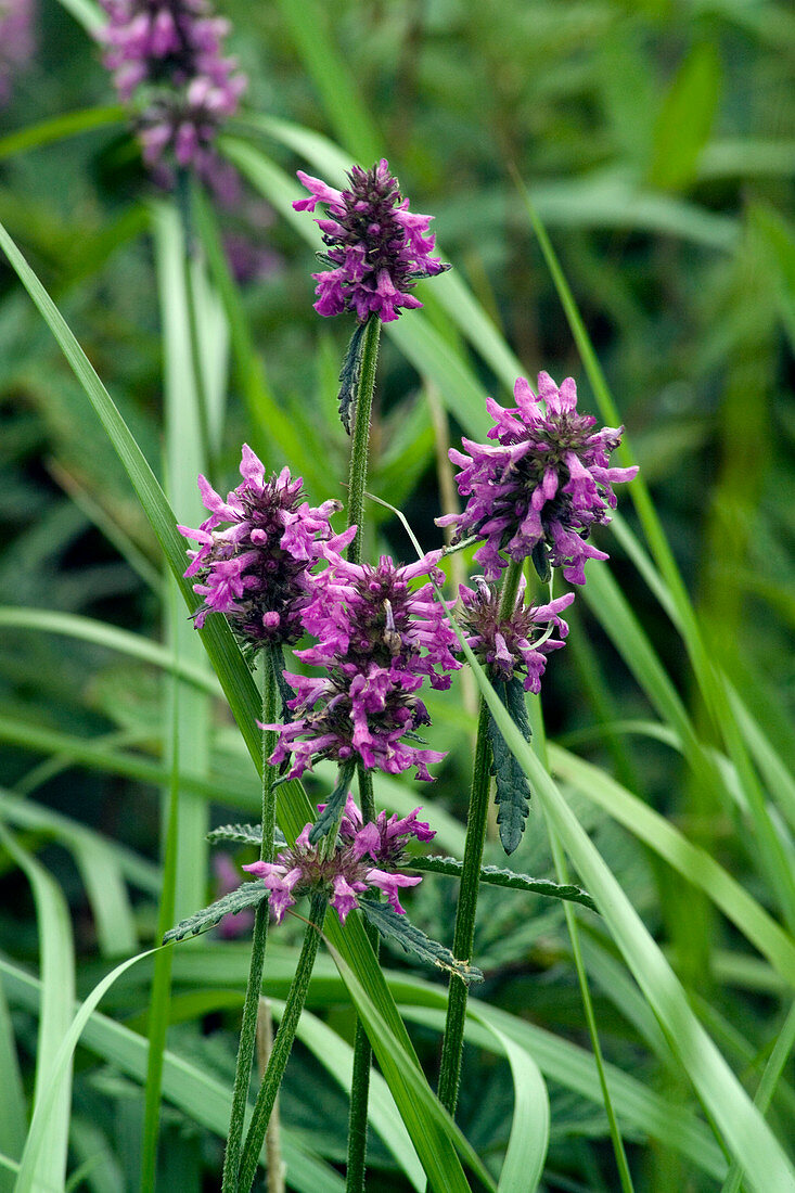 Grass flowers