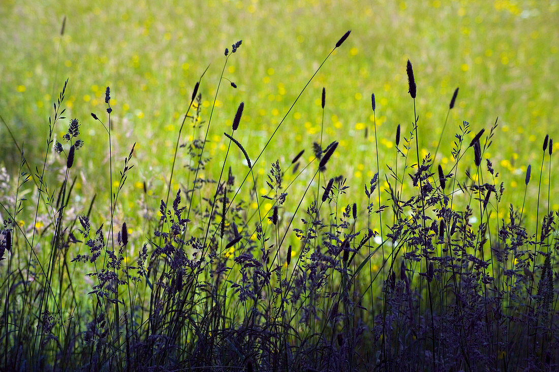 Upland meadow