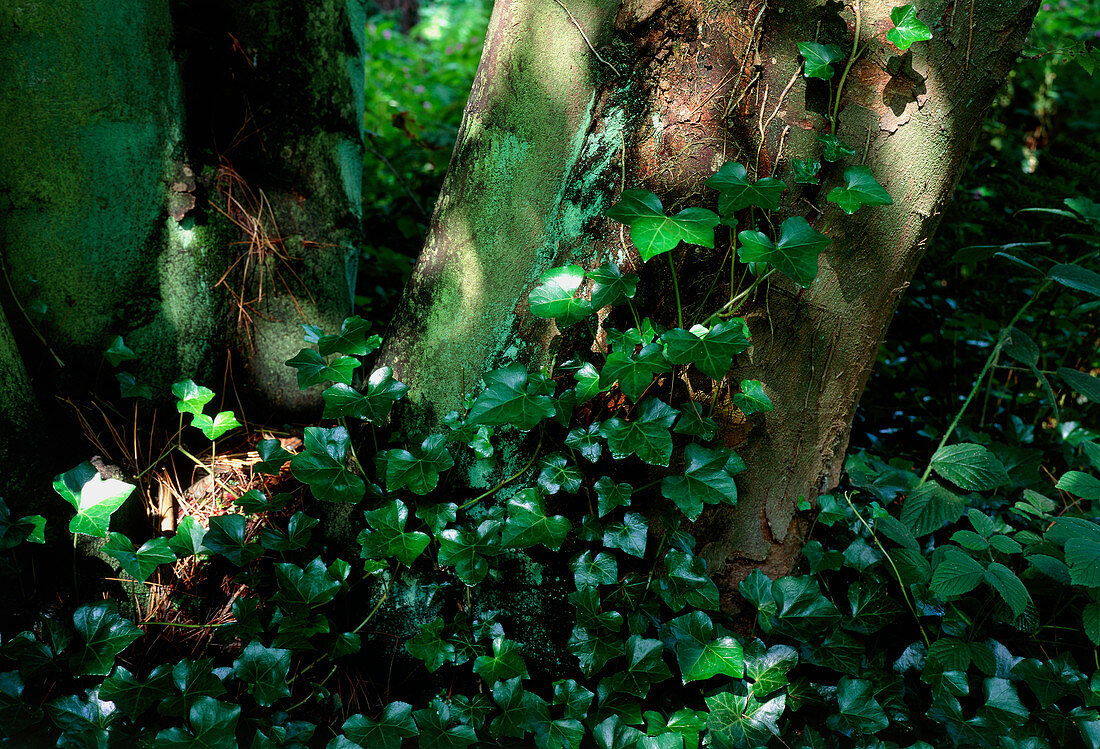 Atlantic ivy