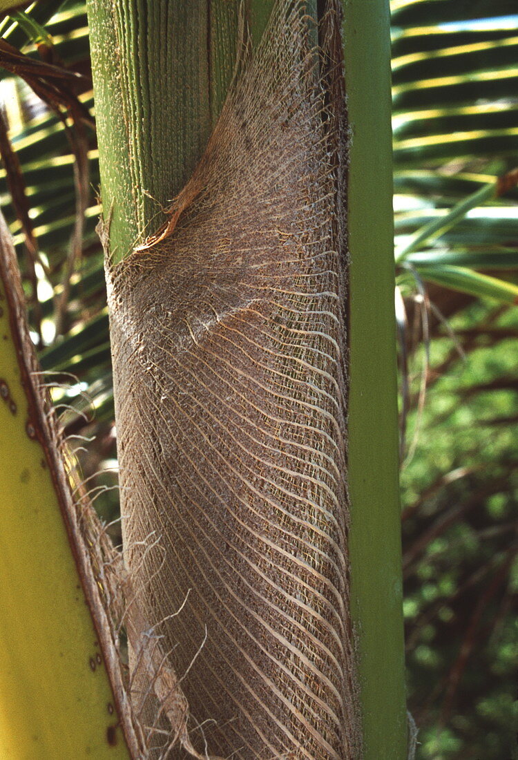Unfurled palm leaf