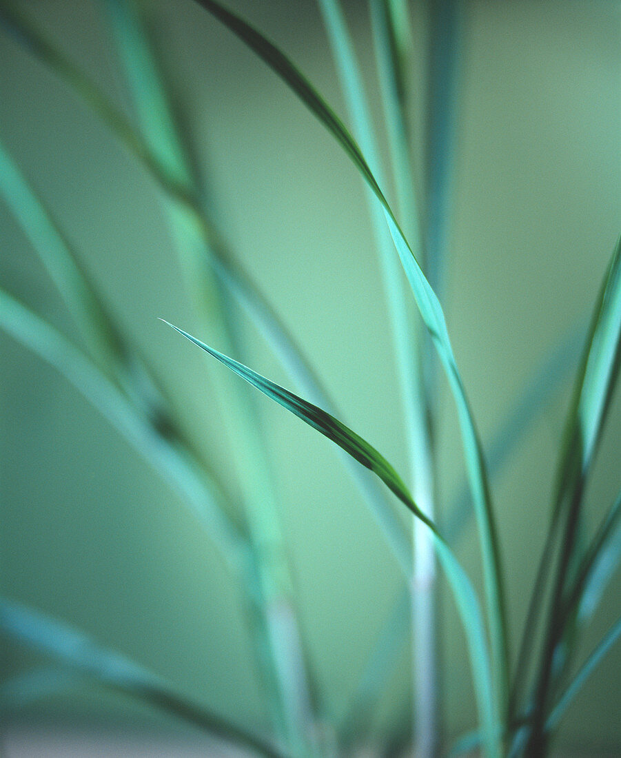 Lemon grass leaves