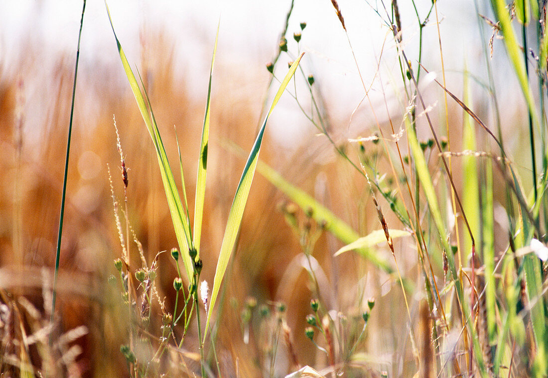 Grassland community