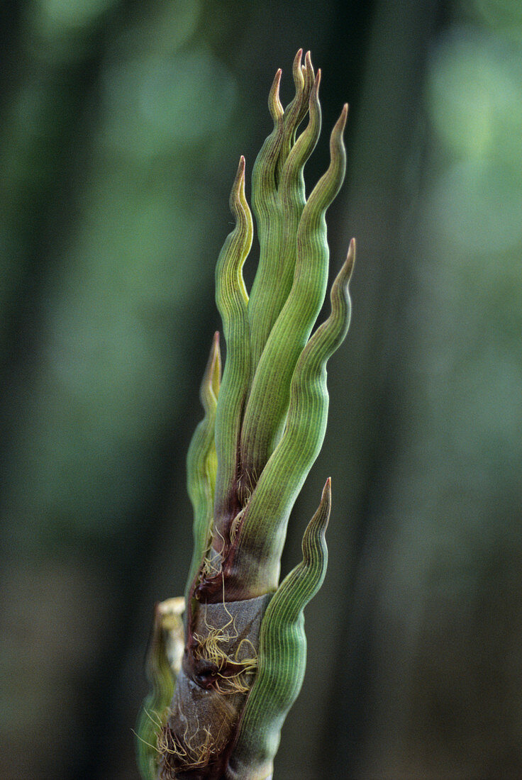 Black bamboo (Phyllostachys nigra) shoots