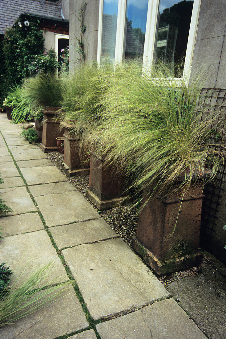 Potted grass (Stipa tenuissima)