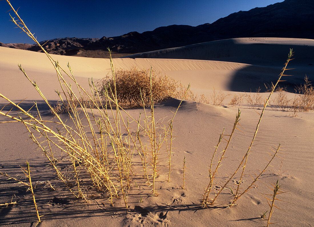 Eureka Dune grass (Swallenia alexandrae)
