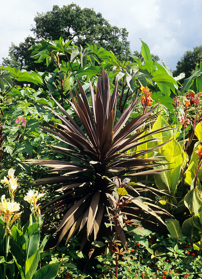 Cabbage palm