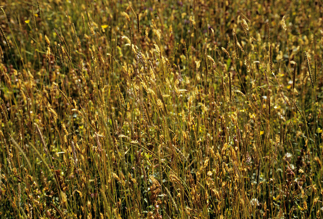 Crested-dog's-tail grass