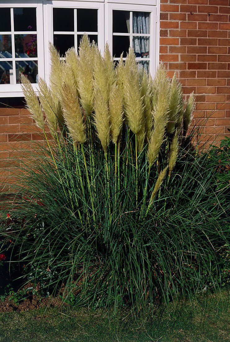Pampas grass (Cortaderia seloana)