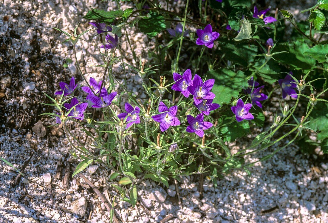 Flowering bellflower,Campanula