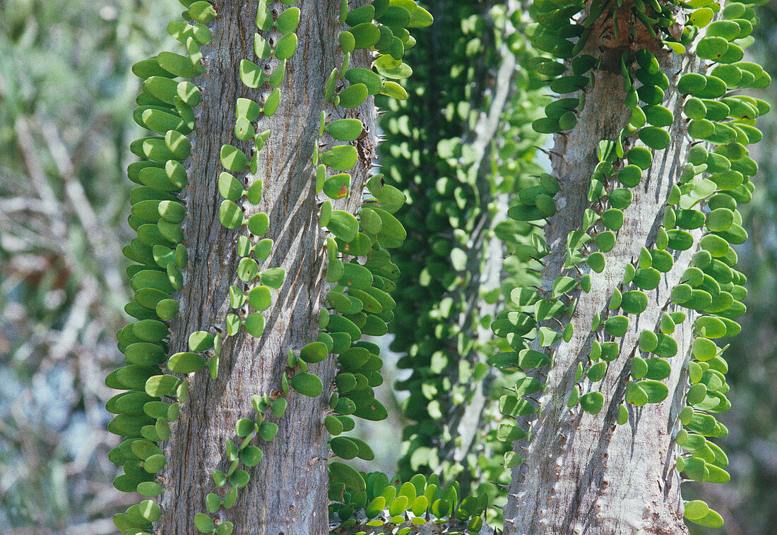 Madagascan tree leaves