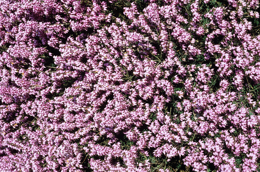 Furzey heather flowers