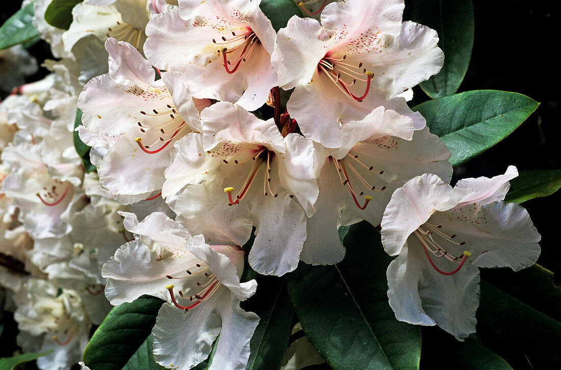 Doctor Stoker rhododendron flowers