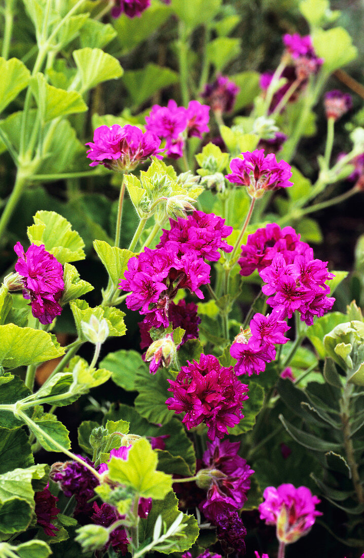 Wild malva flowers