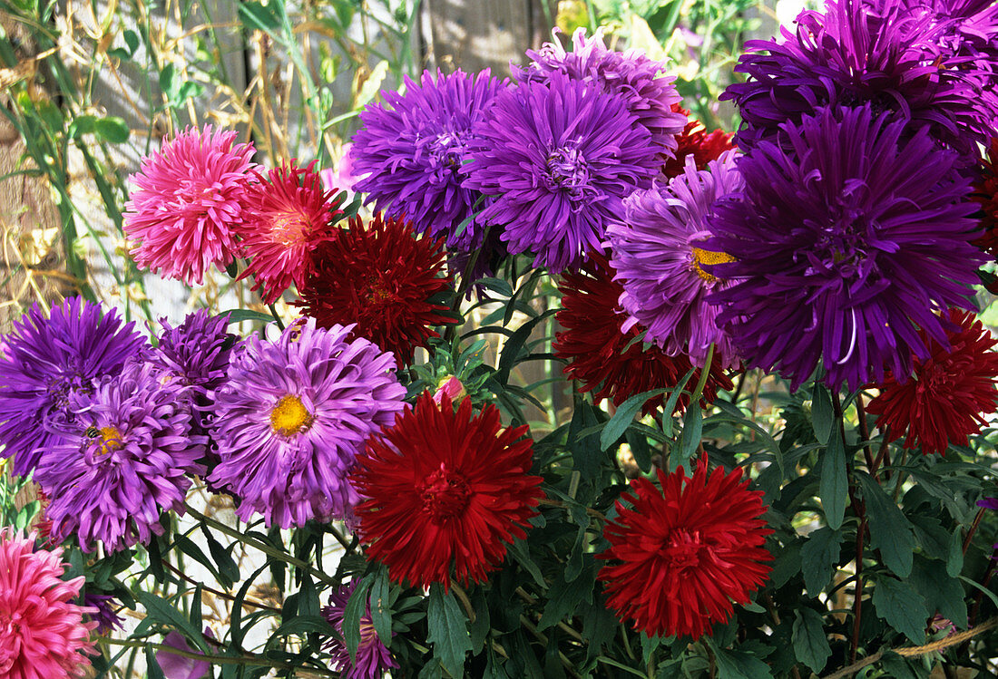 Aster plants