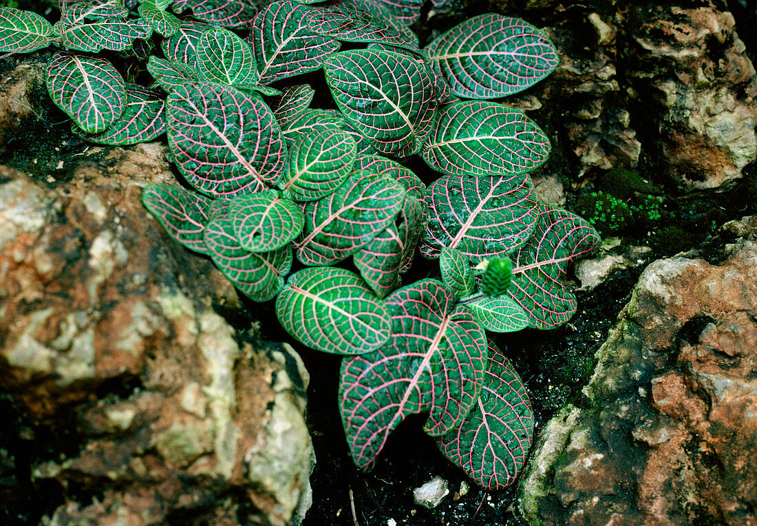 Cissus discolor foliage