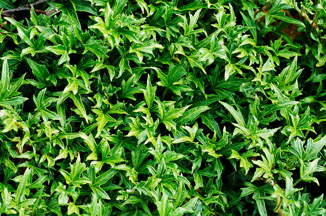 English ivy (Hedera helix 'Anita')