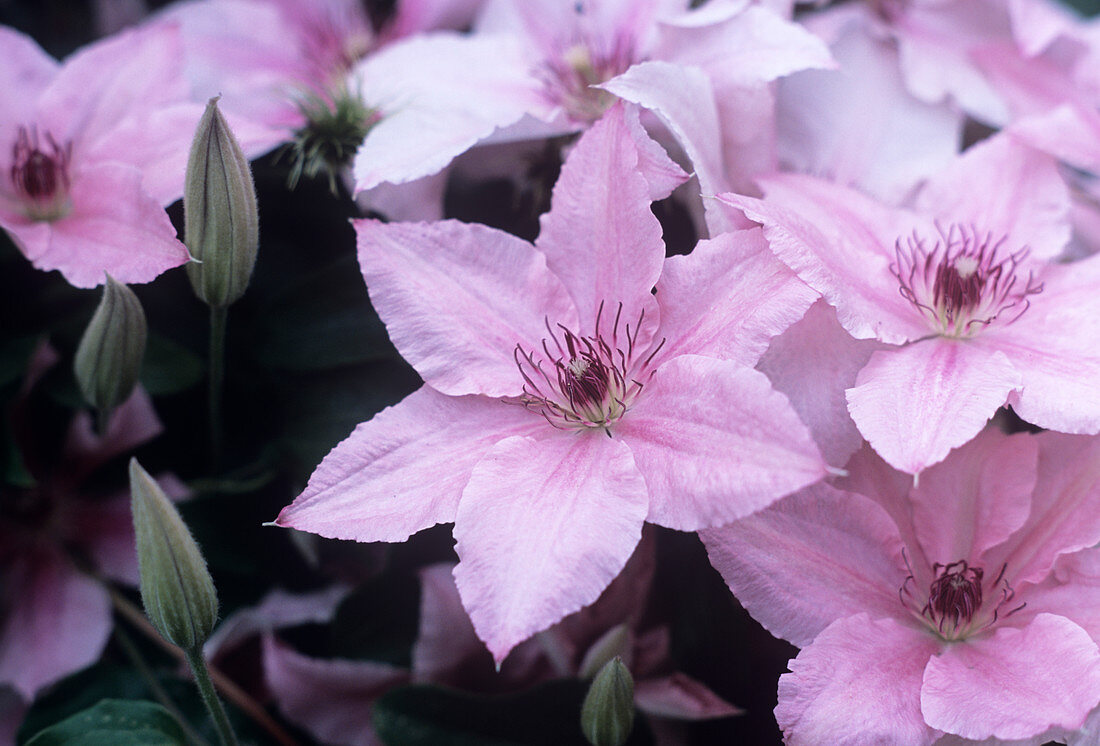 Clematis 'Pink Fantasy' flowers