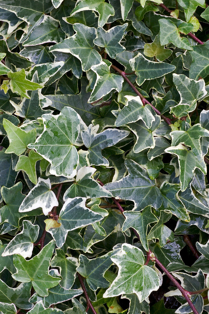 Ivy (Hedera helix 'Silver King')