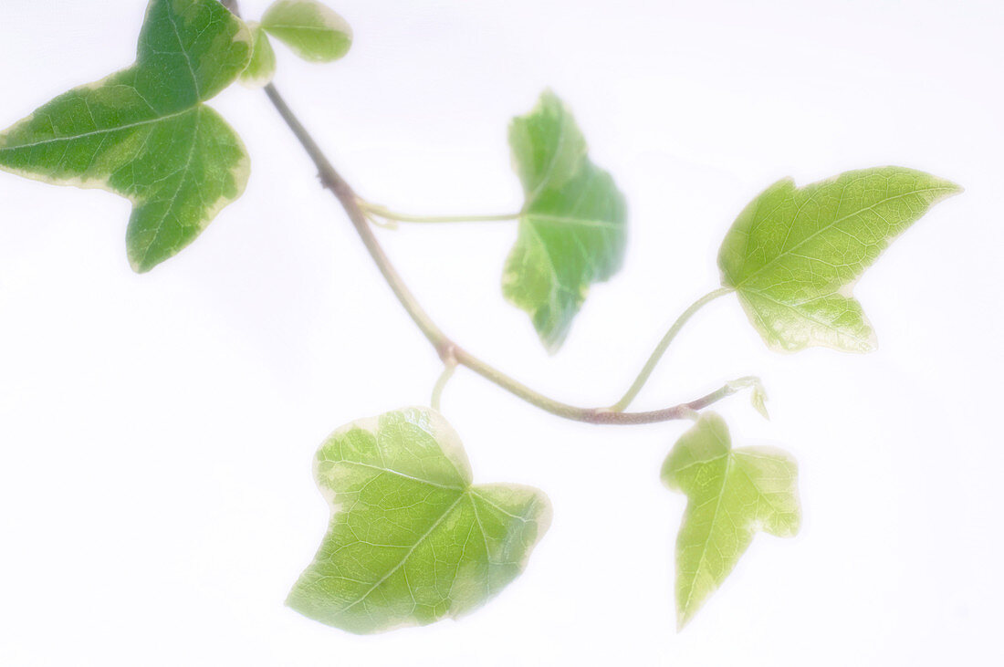 Ivy (Hedera helix)