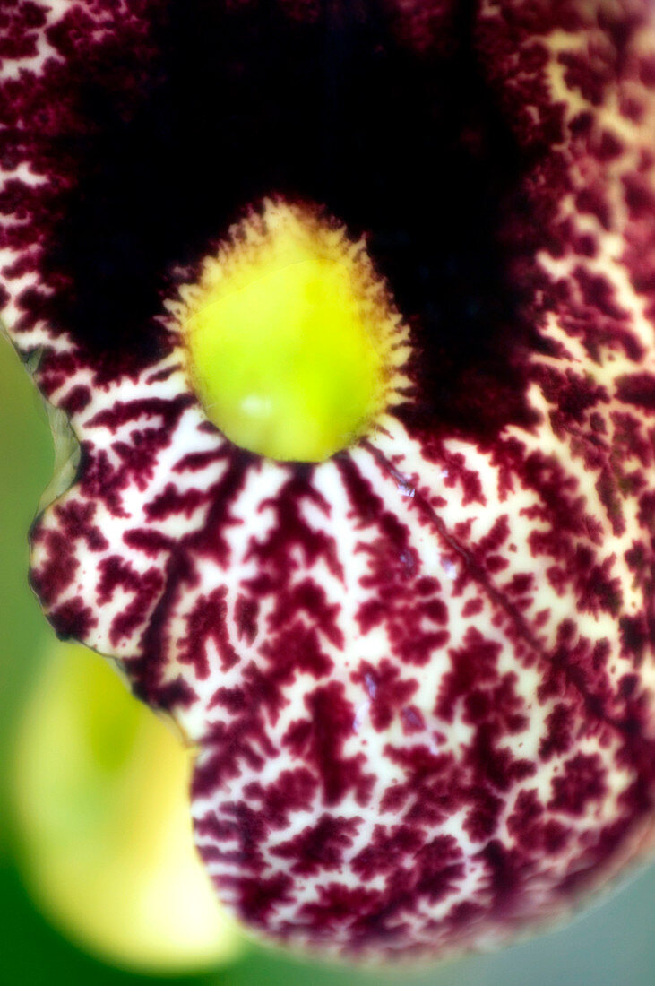 Calico flower (Aristolochia littoralis)