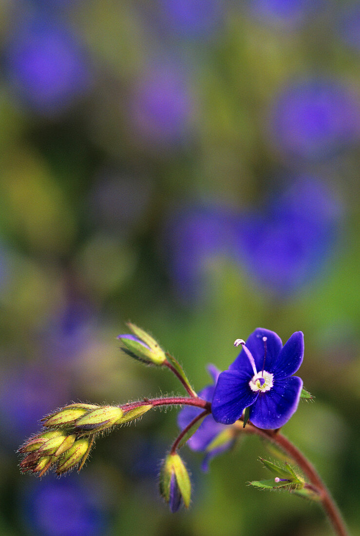 Germander speedwell flower