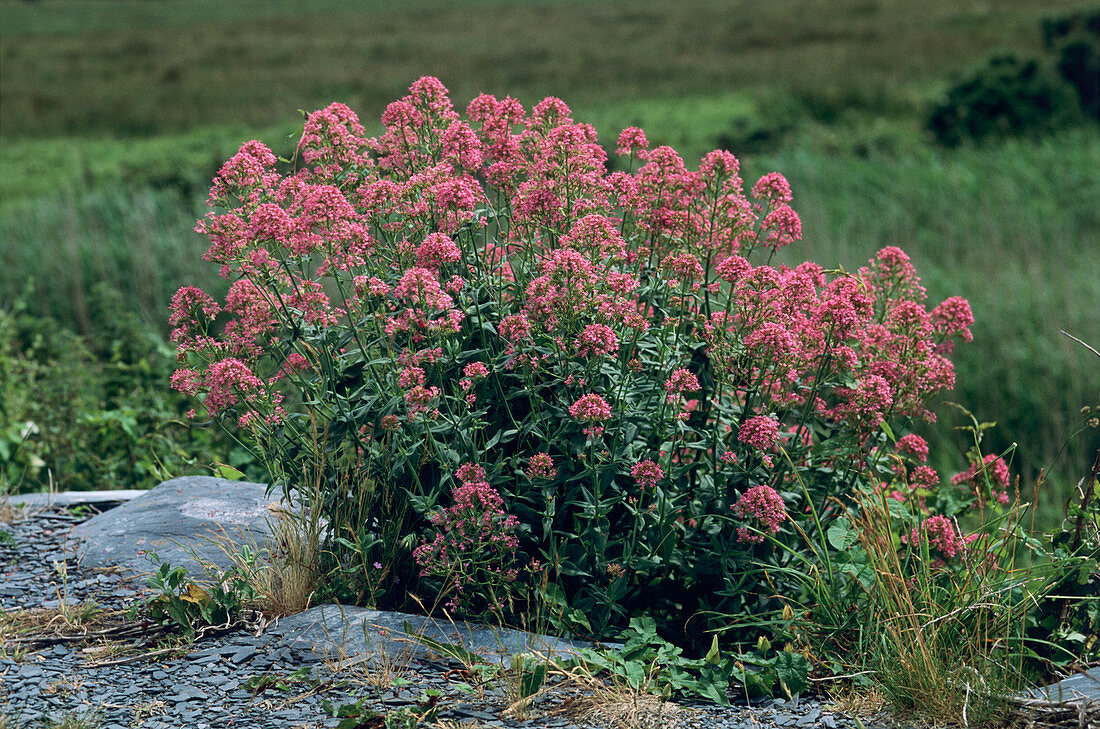 Red valerian flowers (Centranthus ruber)