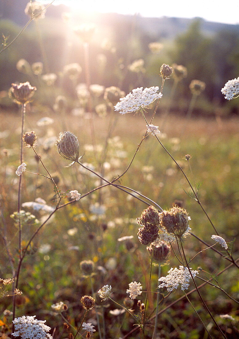 Wild carrot plants in flower