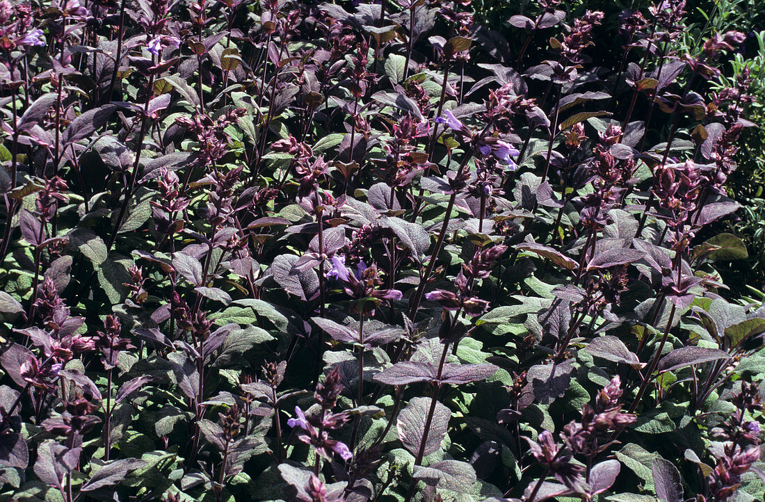 Sage flowers (Salvia 'Purpurascens')