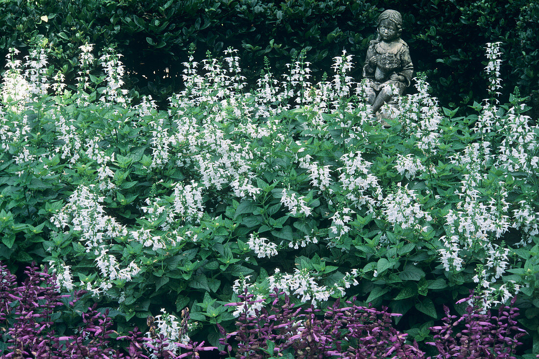 Sage flowers (Salvia 'Snow Nymph')
