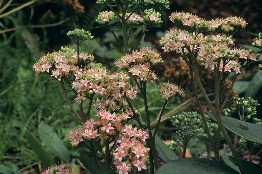 Stonecrop flowers (Sedum 'Matrona')