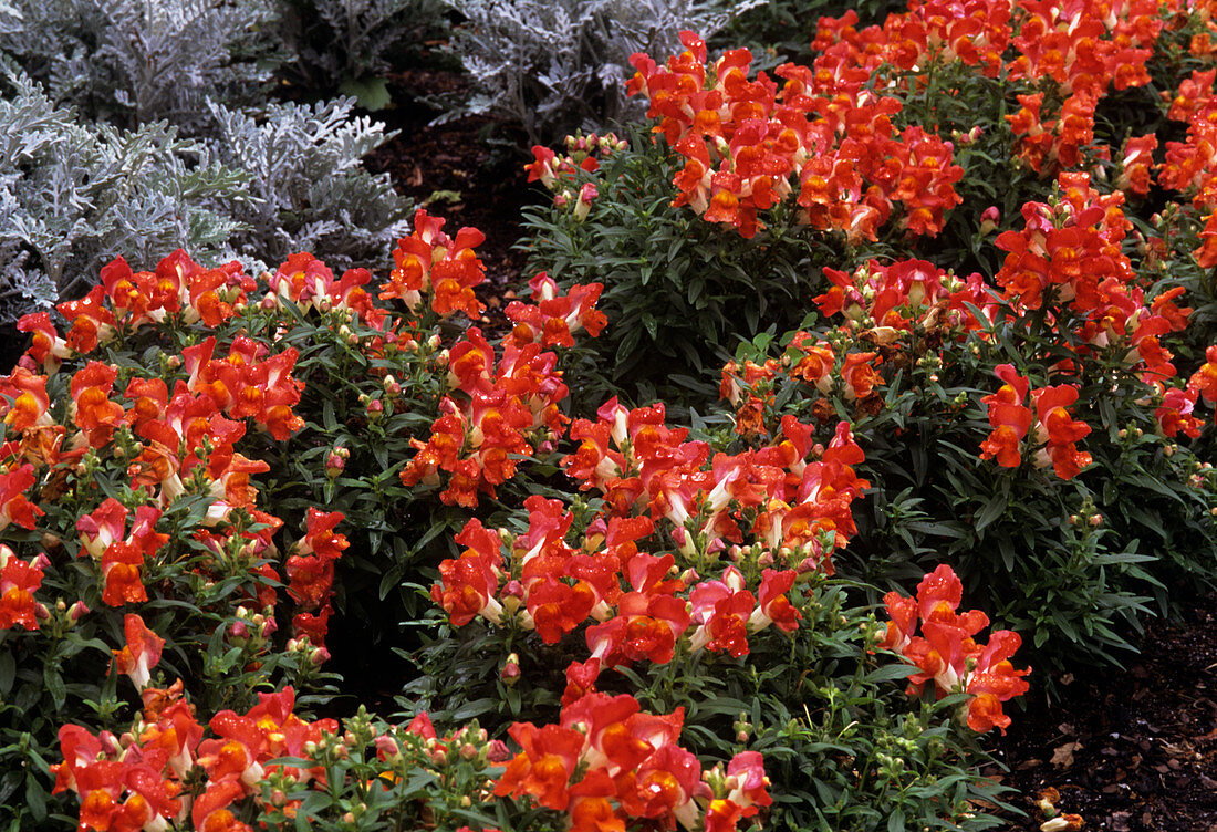 Snapdragon and Dusty Miller