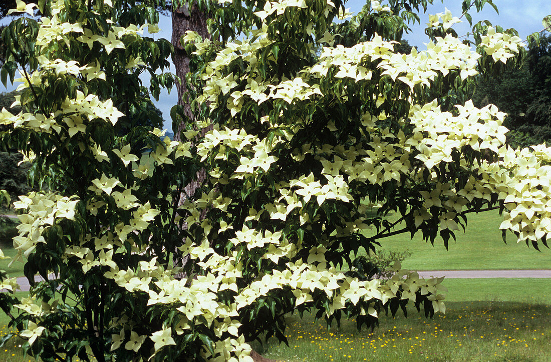 Dogwood (Cornus kousa var. chinensis)