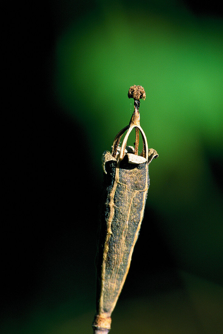Cranesbill seedhead