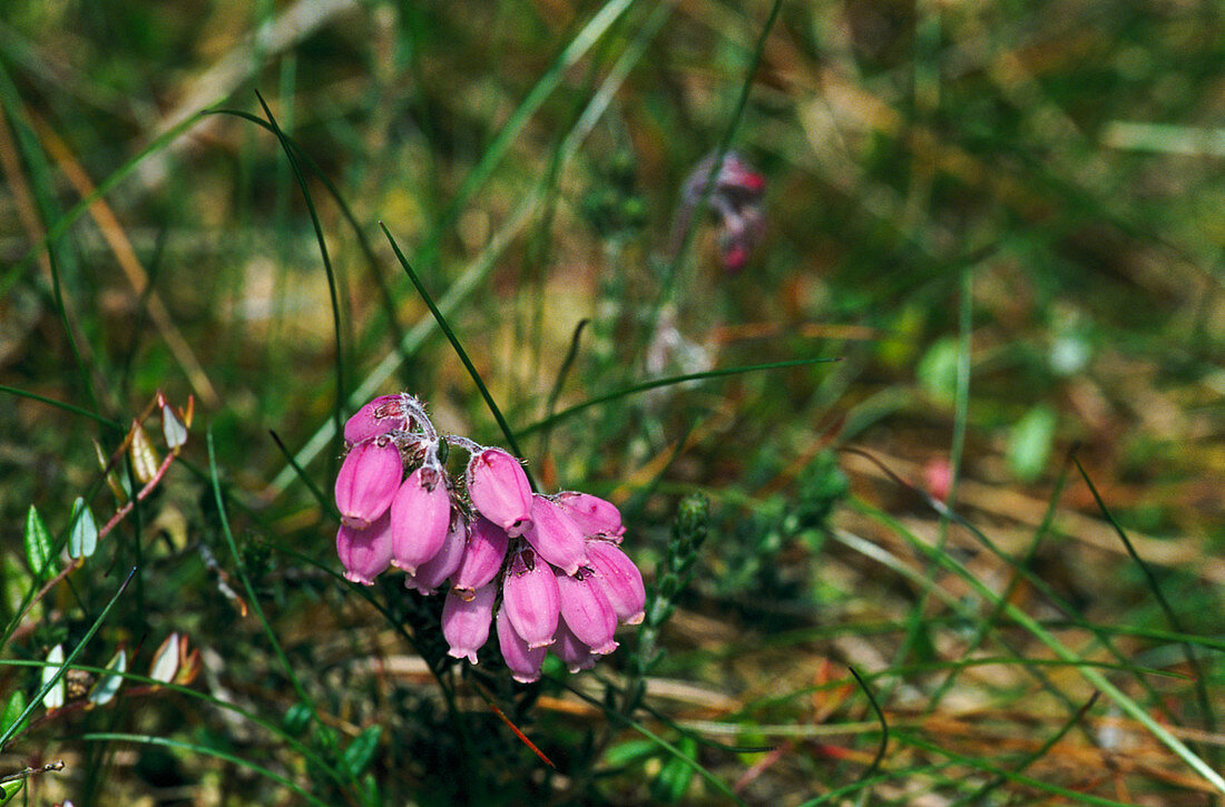 Cross-leaved heath flower