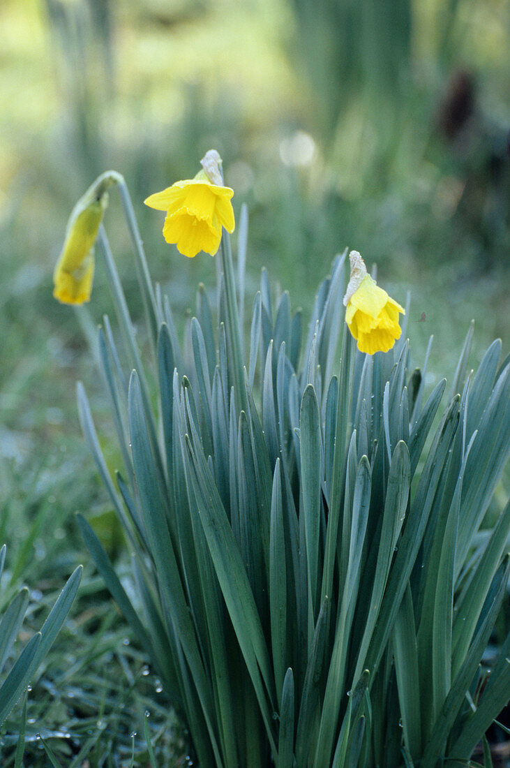 Tenby daffodils