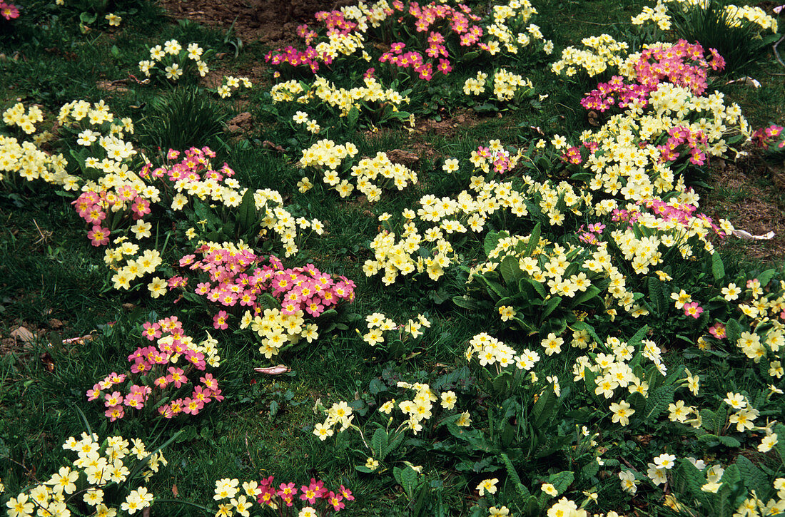 Primroses (Primula vulgaris)