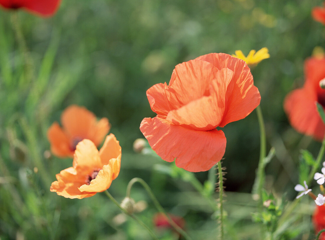 Field poppy