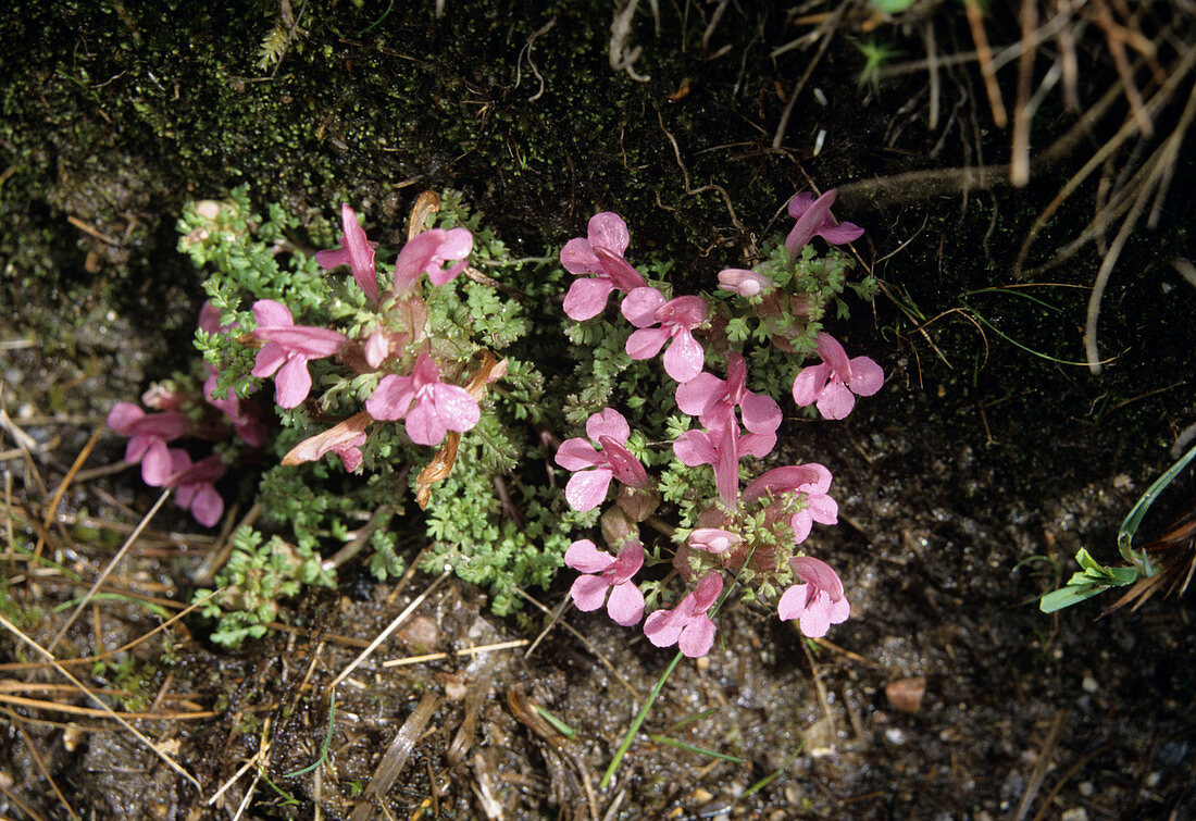 Lousewort flowers