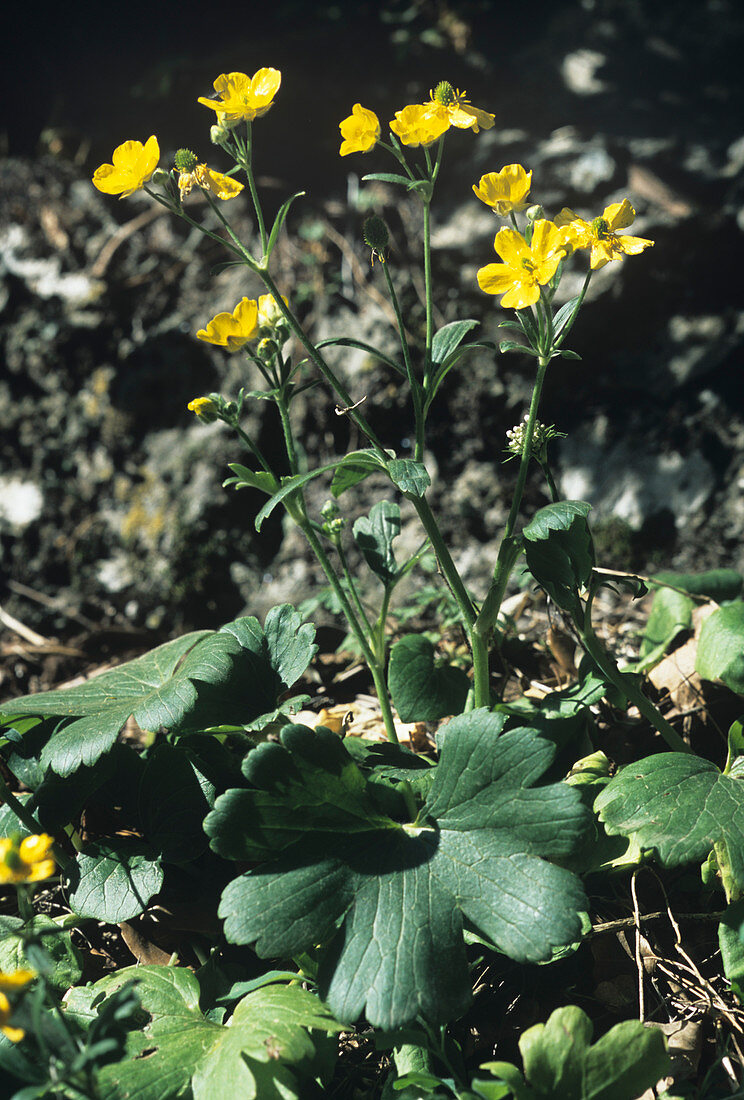 Cretan buttercups (Ranunculus creticus)
