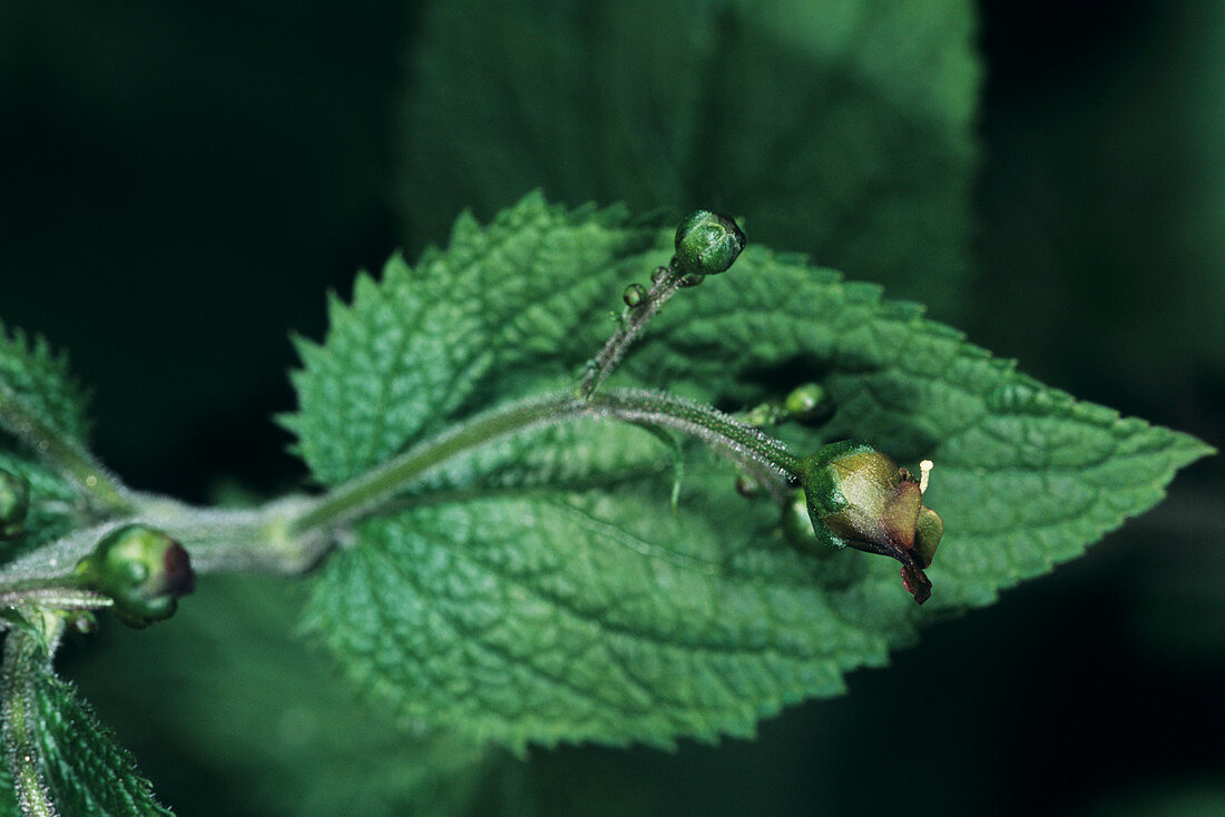 Balm-leaved figwort (Scrophularia sp.)