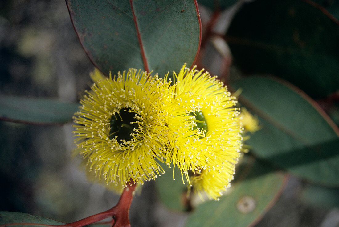 Bell-fruited mallee