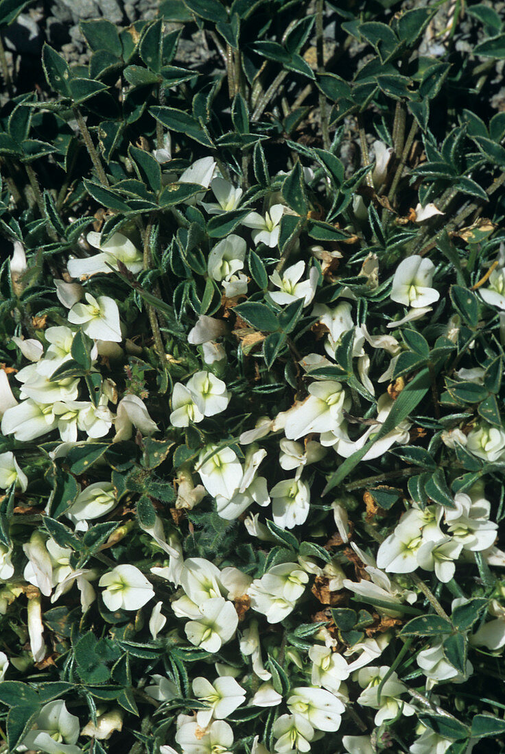 One-flowered clover (Trifolium uniflorum)